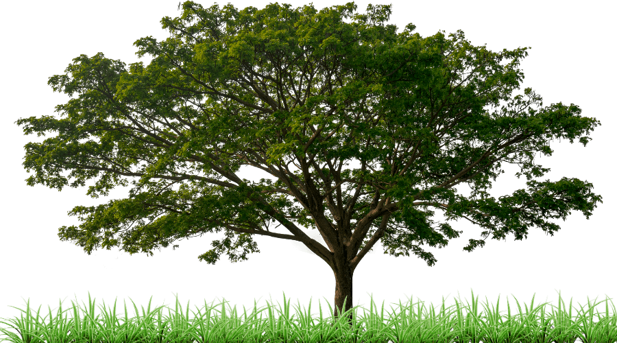 Man climb tree