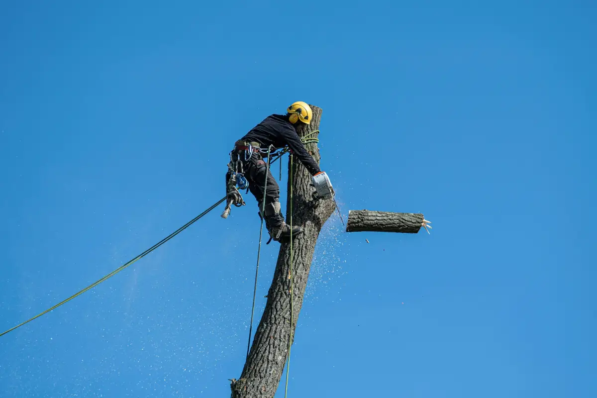 Licensed arborist performing tree care services in Horsham PA