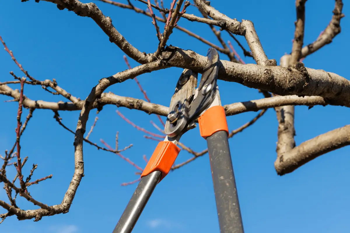 Tree Pruning